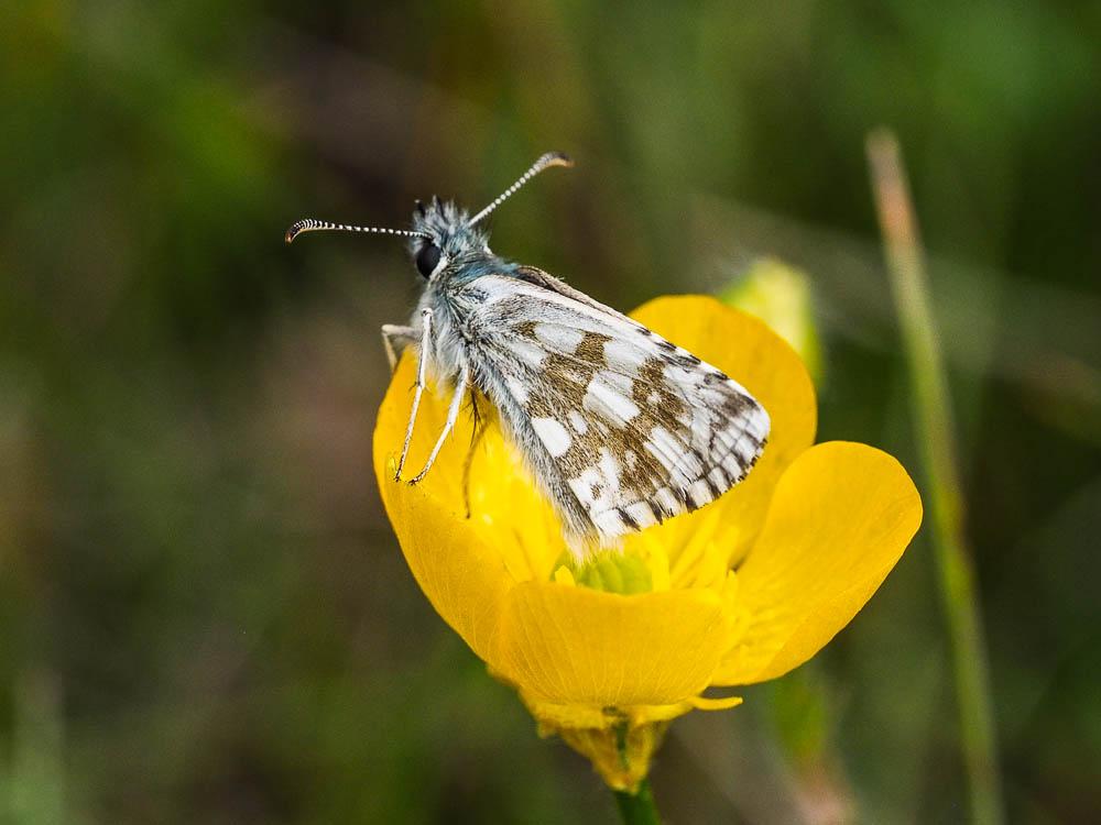  Hesperiidae Latreille, 1809