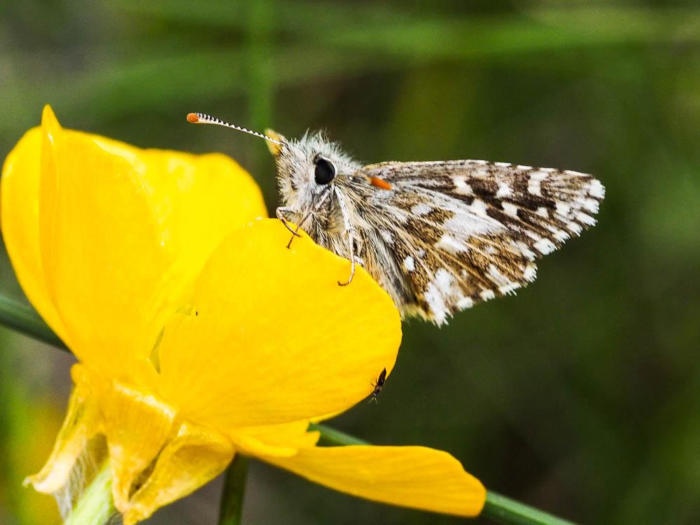  Hesperiidae Latreille, 1809