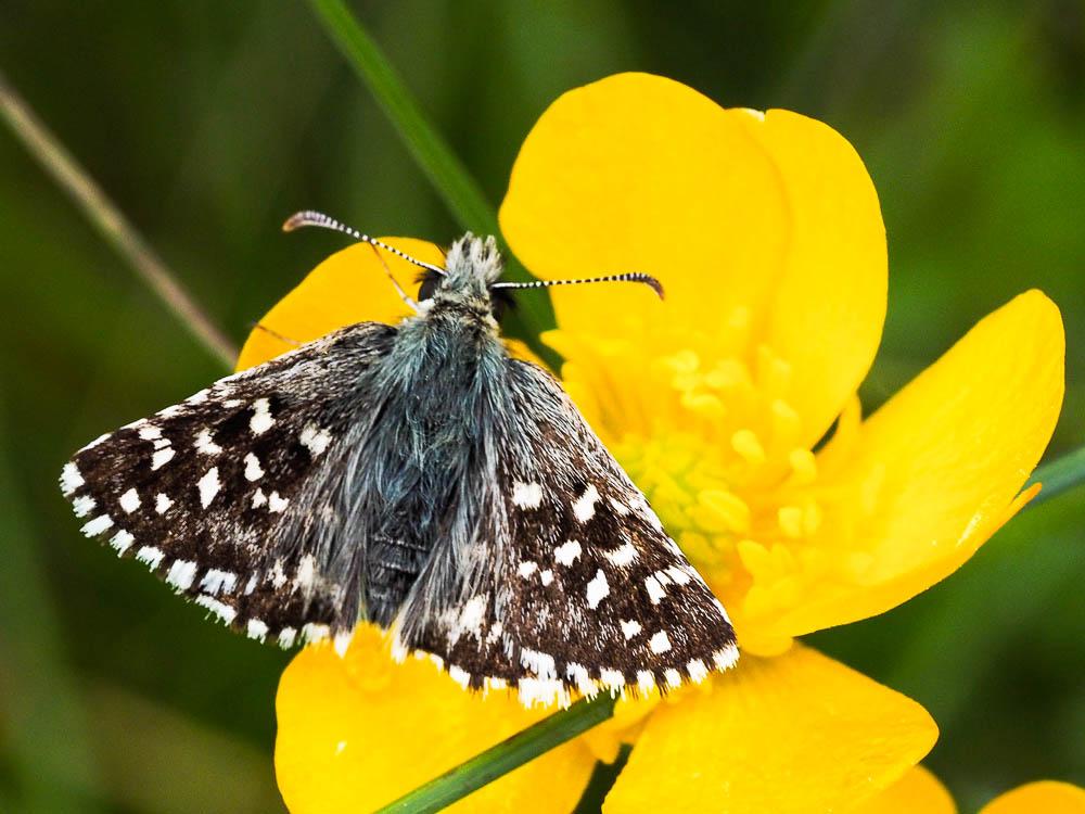  Hesperiidae Latreille, 1809