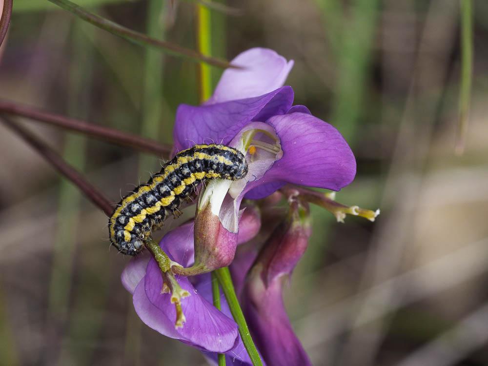 Zygènule des Genêts (La) Heterogynis penella (Hübner, 1819)