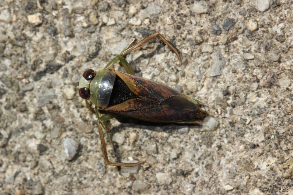 Notonecte maculée Notonecta maculata Fabricius, 1794
