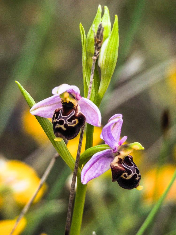Ophrys bécasse Ophrys scolopax Cav., 1793