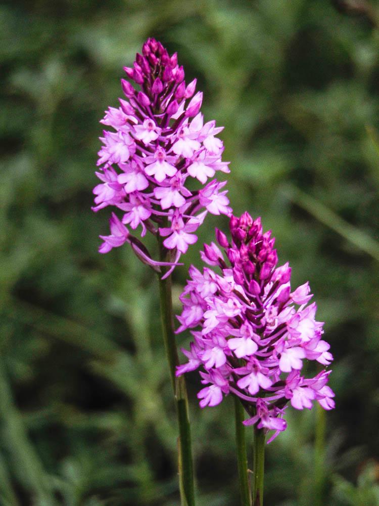 Orchis pyramidal, Anacamptis en pyramide Anacamptis pyramidalis (L.) Rich., 1817
