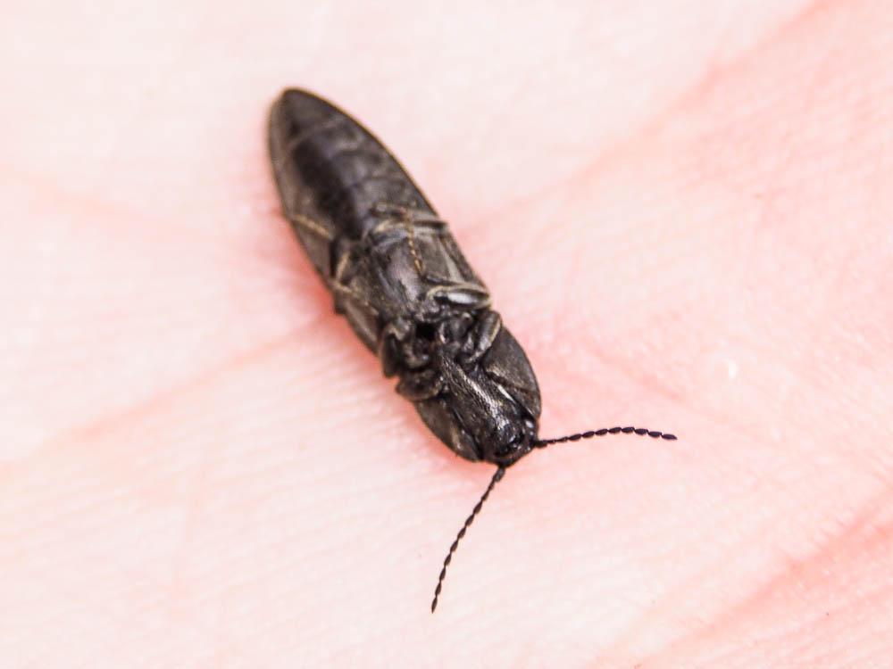 Taupins Elateridae Leach, 1815