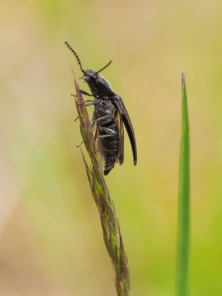 Taupins Elateridae Leach, 1815