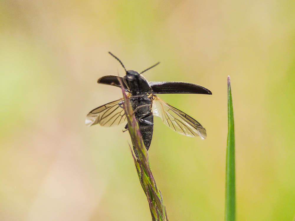 Taupins Elateridae Leach, 1815