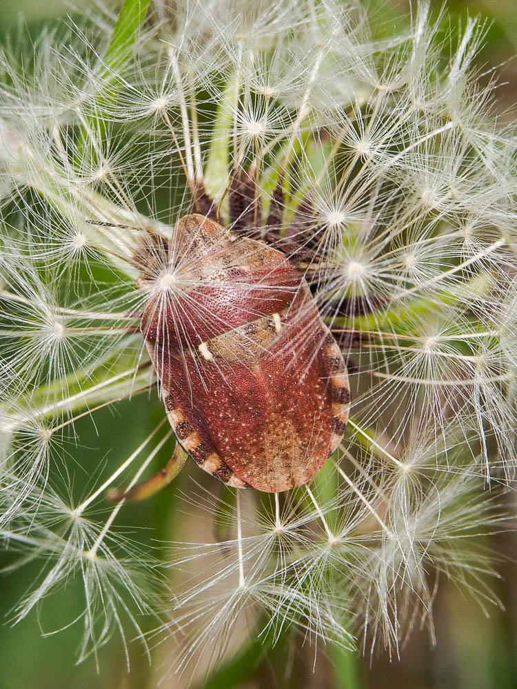 Eurygaster maura (Linnaeus, 1758)