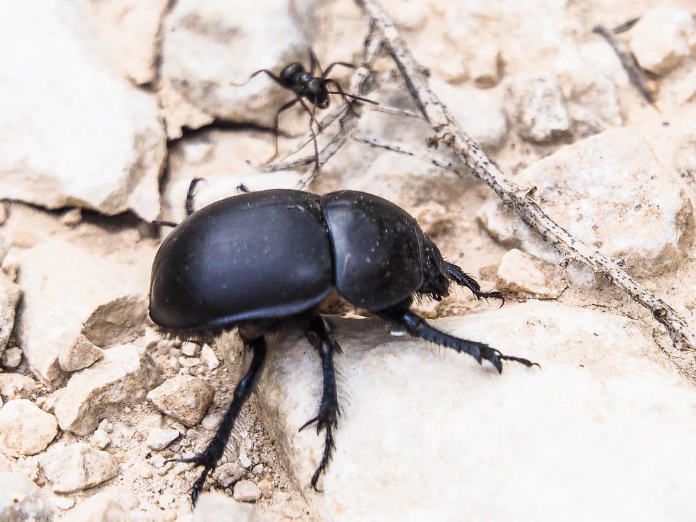Trypocopris vernalis fauveli Bedel, 1911
