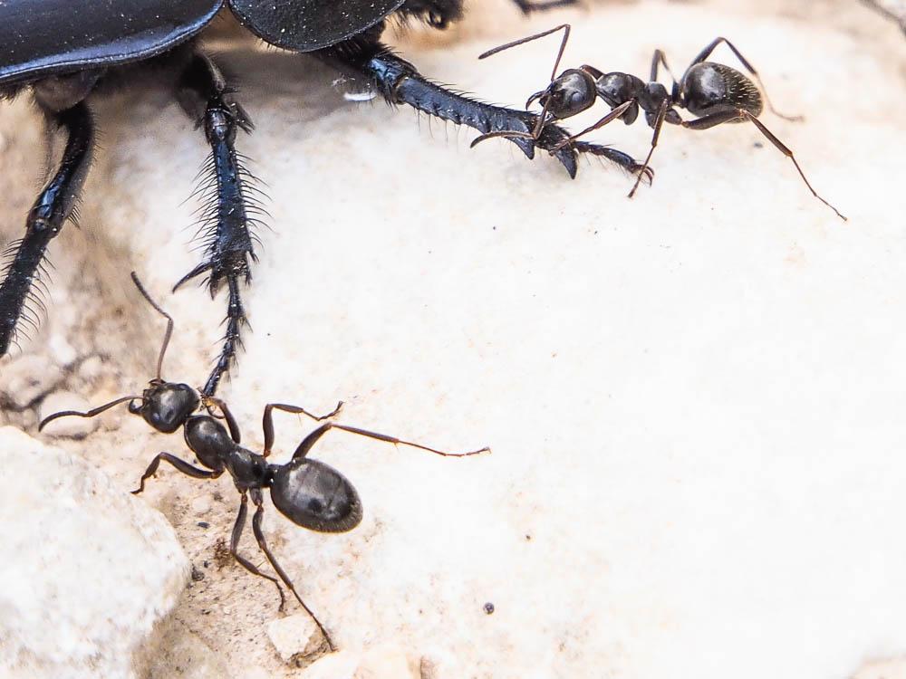  Camponotus aethiops (Latreille, 1798)