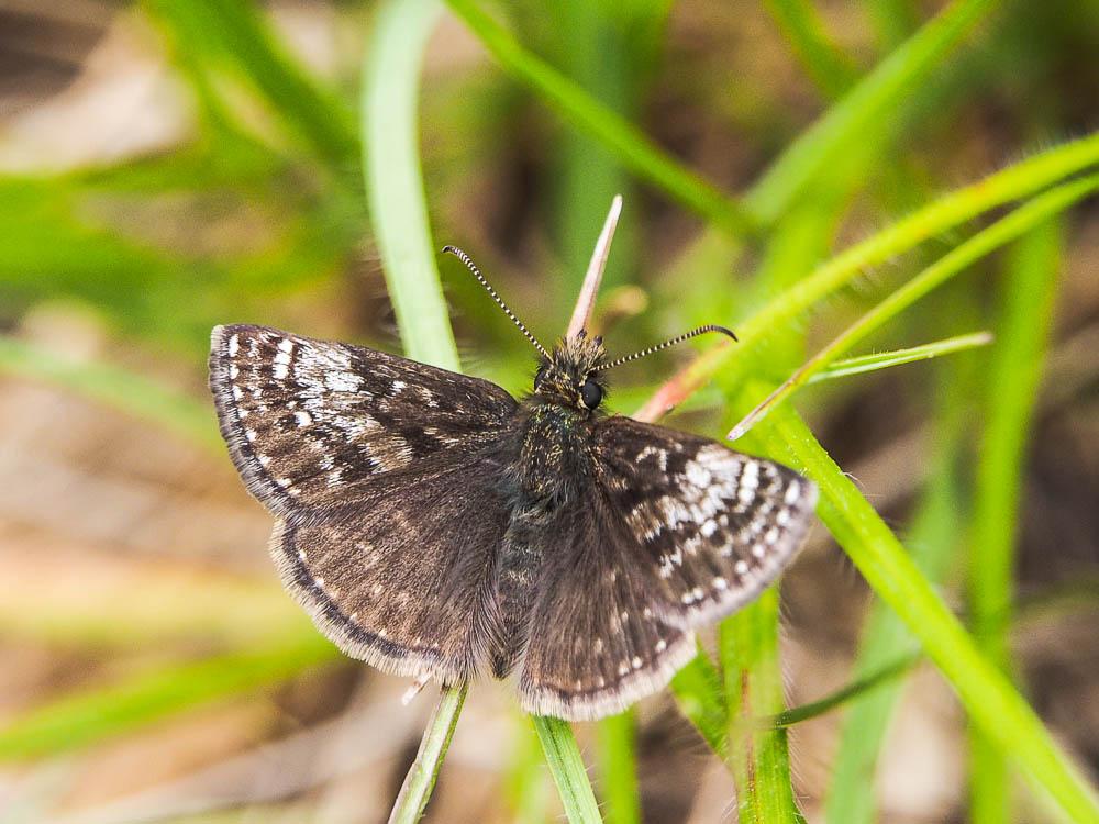 Point de Hongrie (Le), Grisette (La) Erynnis tages (Linnaeus, 1758)