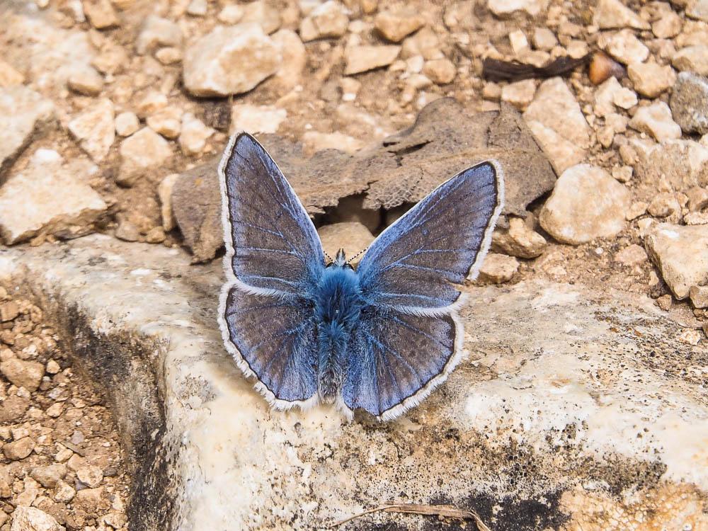 Le Azuré de l'Adragant (L'), Azuré du Plantain (L'),  Polyommatus escheri (Hübner, 1823)