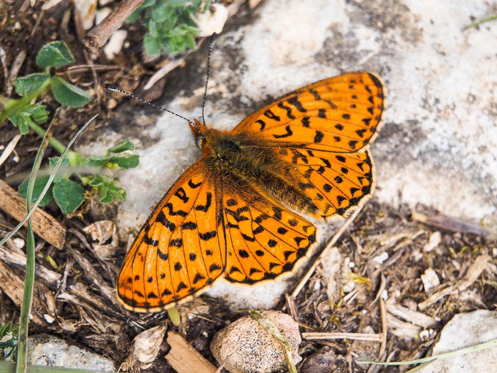 Grand collier argenté (Le), Nacré sagitté (Le) Boloria euphrosyne (Linnaeus, 1758)