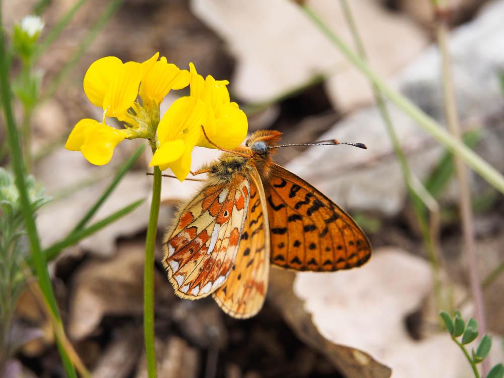 Le Grand collier argenté (Le), Nacré sagitté (Le) Boloria euphrosyne (Linnaeus, 1758)