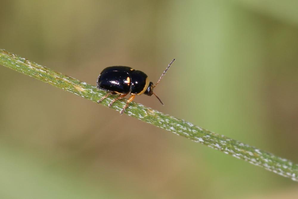 Le Cryptocéphale massif Cryptocephalus crassus Olivier, 1791