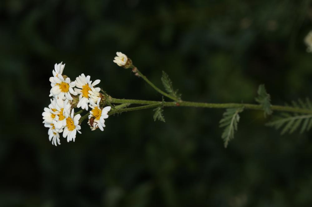 Tanaisie en corymbe, Marguerite en corymbes, Chrys Tanacetum corymbosum (L.) Sch.Bip., 1844