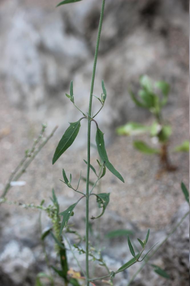 Arroche étalée Atriplex patula L., 1753