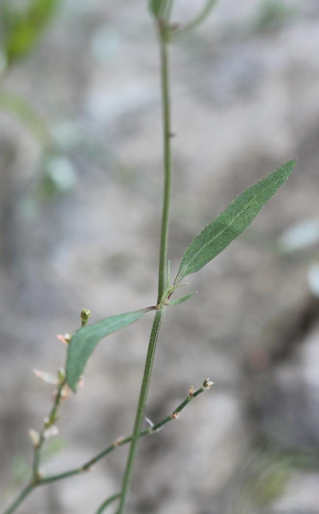 Arroche étalée Atriplex patula L., 1753