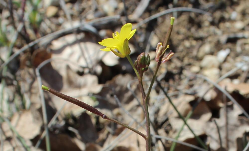 Diplotaxe des murs, Roquette des murailles Diplotaxis muralis (L.) DC., 1821
