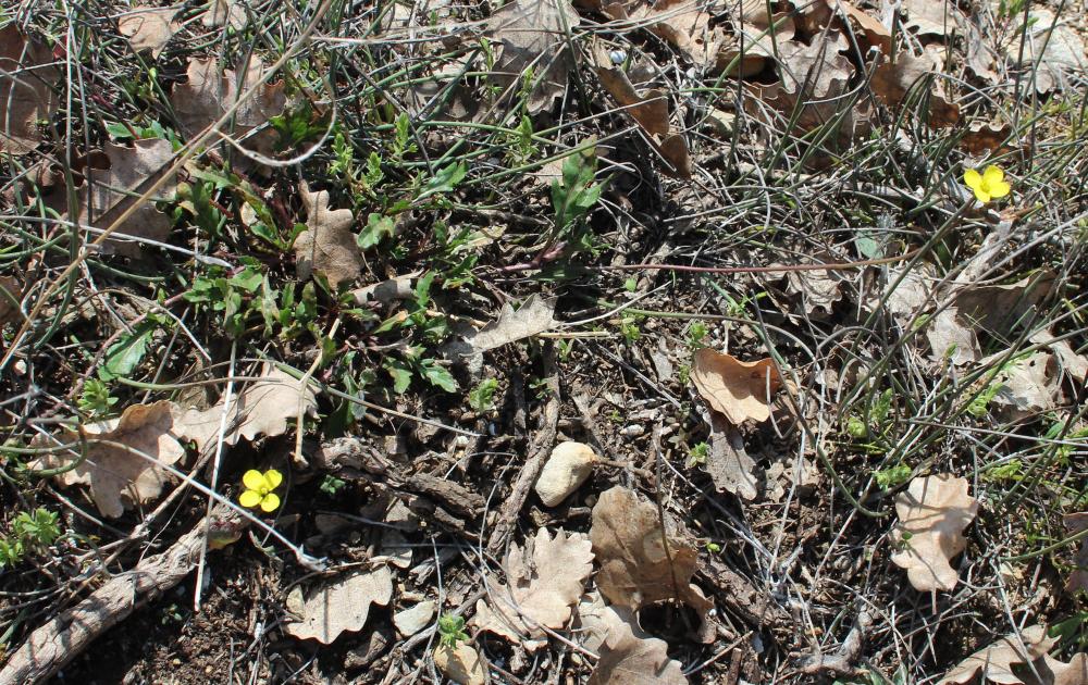 Diplotaxe des murs, Roquette des murailles Diplotaxis muralis (L.) DC., 1821