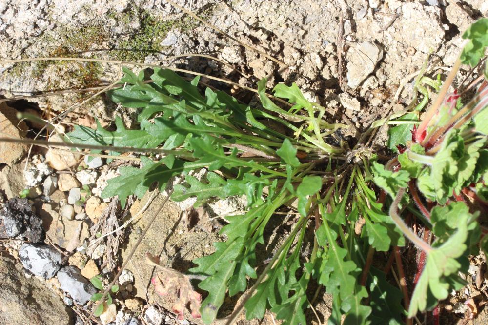 Diplotaxe des murs, Roquette des murailles Diplotaxis muralis (L.) DC., 1821