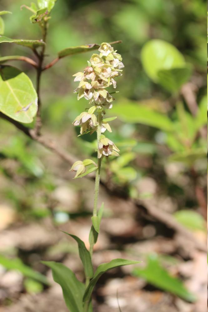 Épipactis à larges feuilles, Elléborine à larges f Epipactis helleborine (L.) Crantz, 1769