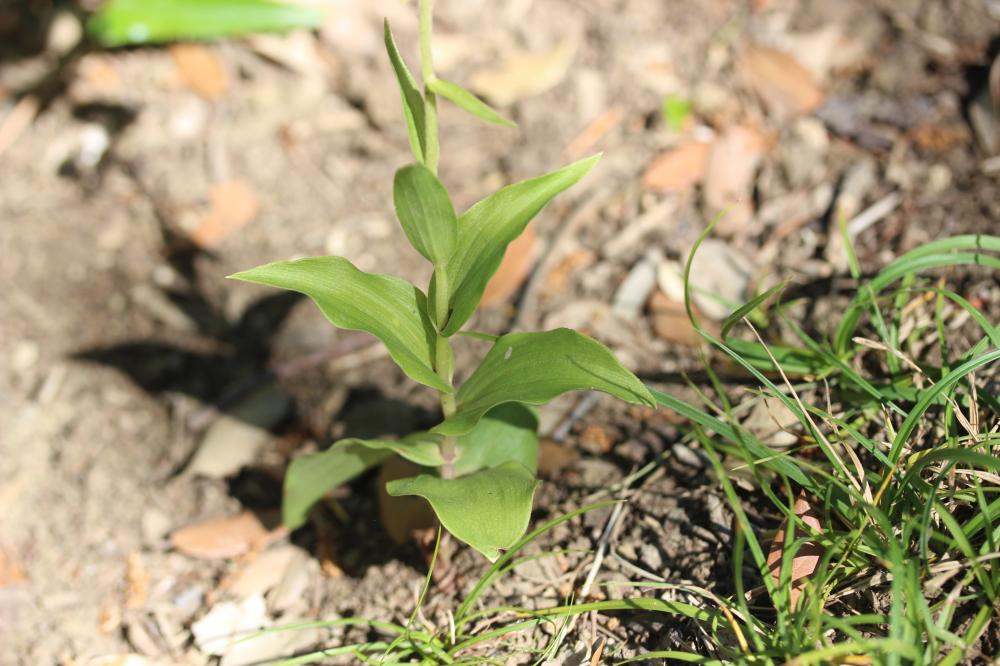 Épipactis à larges feuilles, Elléborine à larges f Epipactis helleborine (L.) Crantz, 1769