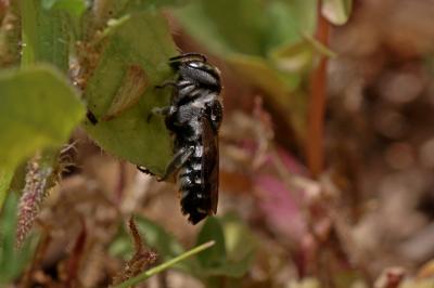  Megachile apicalis Spinola, 1808