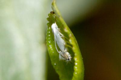  Phyllocnistis labyrinthella (Bjerkander, 1790)