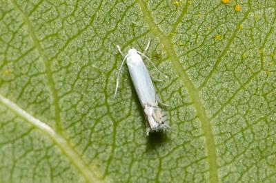  Phyllocnistis labyrinthella (Bjerkander, 1790)