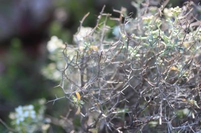 Passerage épineux, Corbeille-d'argent épineuse Hormathophylla spinosa (L.) P.Küpfer, 1974