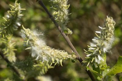 Saule cendré Salix cinerea L., 1753