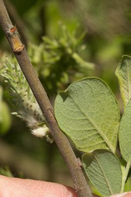 Saule cendré Salix cinerea L., 1753