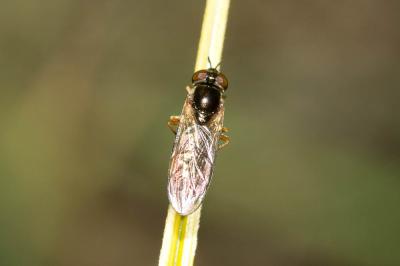  Melanostoma mellinum (Linnaeus, 1758)