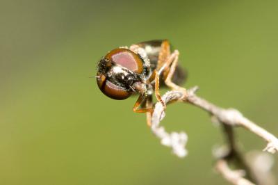  Melanostoma mellinum (Linnaeus, 1758)