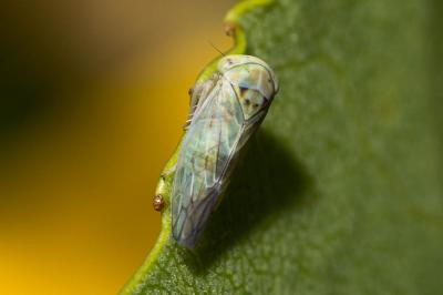  Tremulicerus distinguendus (Kirschbaum, 1868)