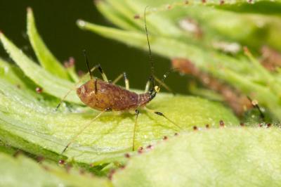 Puceron vert du rosier Macrosiphum rosae (Linnaeus, 1758)
