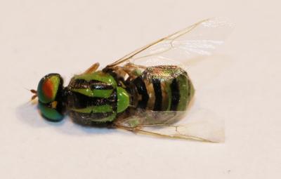  Oxycera trilineata (Linnaeus, 1767)