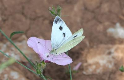 Piéride de l'Ibéride (La), Piéride jumelle (La) Pieris mannii (Mayer, 1851)