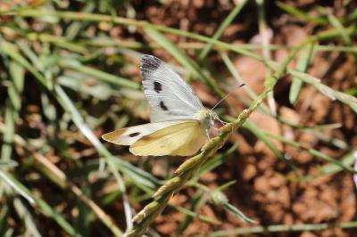 Piéride de l'Ibéride (La), Piéride jumelle (La) Pieris mannii (Mayer, 1851)