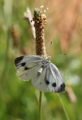 Piéride de l'Ibéride (La), Piéride jumelle (La) Pieris mannii (Mayer, 1851)