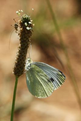 Piéride de l'Ibéride (La), Piéride jumelle (La) Pieris mannii (Mayer, 1851)
