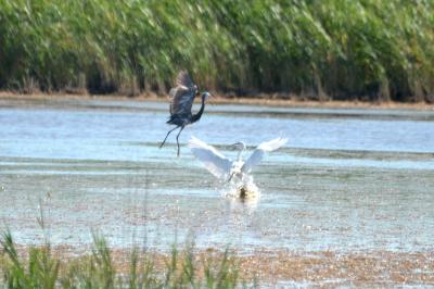 Aigrette garzette Egretta garzetta (Linnaeus, 1766)