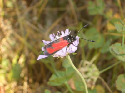 Zygène des garrigues (La), Zygène rubiconde (La),  Zygaena erythrus (Hübner, 1806)
