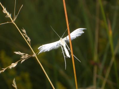  Pterophorus pentadactylus (Linnaeus, 1758)
