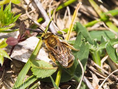  Seladonia seladonia (Fabricius, 1794)