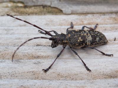 Monochame de Provence Monochamus galloprovincialis (Olivier, 1795)