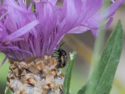  Cryptocephalus pini (Linnaeus, 1758)