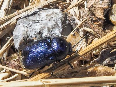  Cryptocephalus hypochaeridis (Linnaeus, 1758)