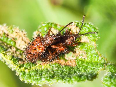  Dicladispa testacea (Linnaeus, 1767)