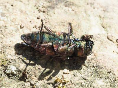 Chrysobothre ressemblant Chrysobothris affinis (Fabricius, 1794)